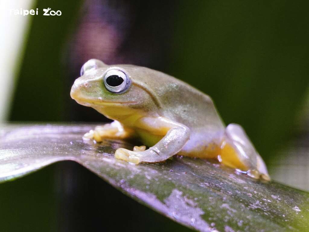 臺灣動物區入口及迎賓大紅鶴池的周邊，每到冬天都可以清楚聽到雄蛙們此起彼落的求偶叫聲