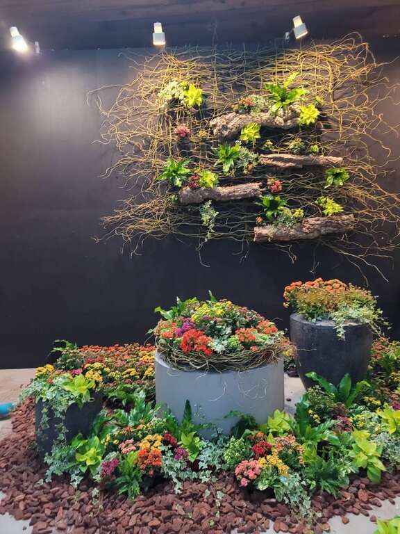 「长寿花」是多肉植物，可用扦插及播种繁殖，亦是近年来发展非常快的盆花。陈坤灿拍摄