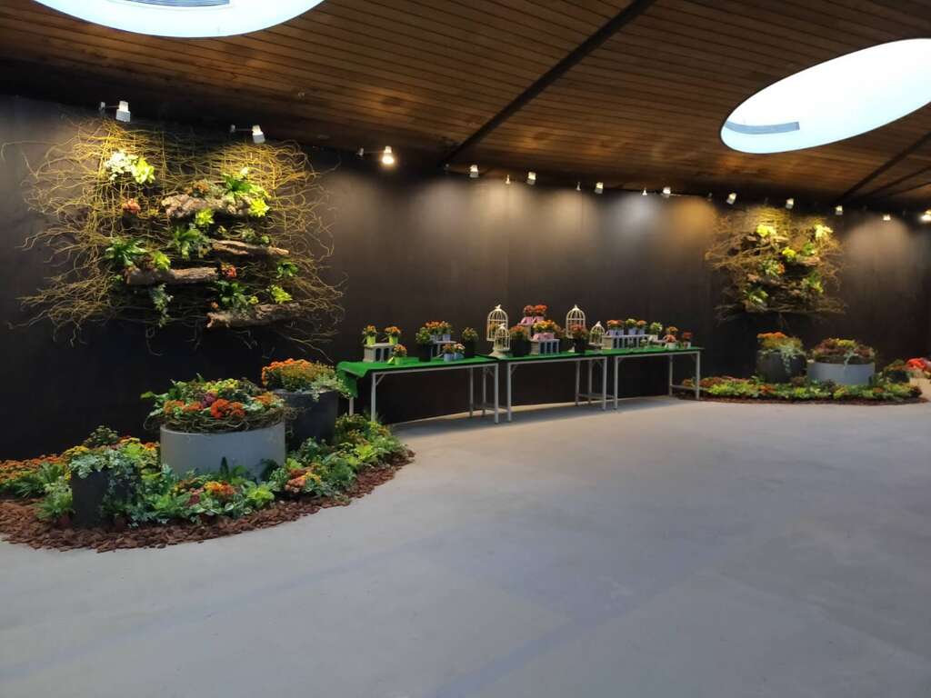长寿花拥有黄色、红色、澄色、紫色、粉色等众多不同色彩的绚丽花瓣品种。陈坤灿拍摄