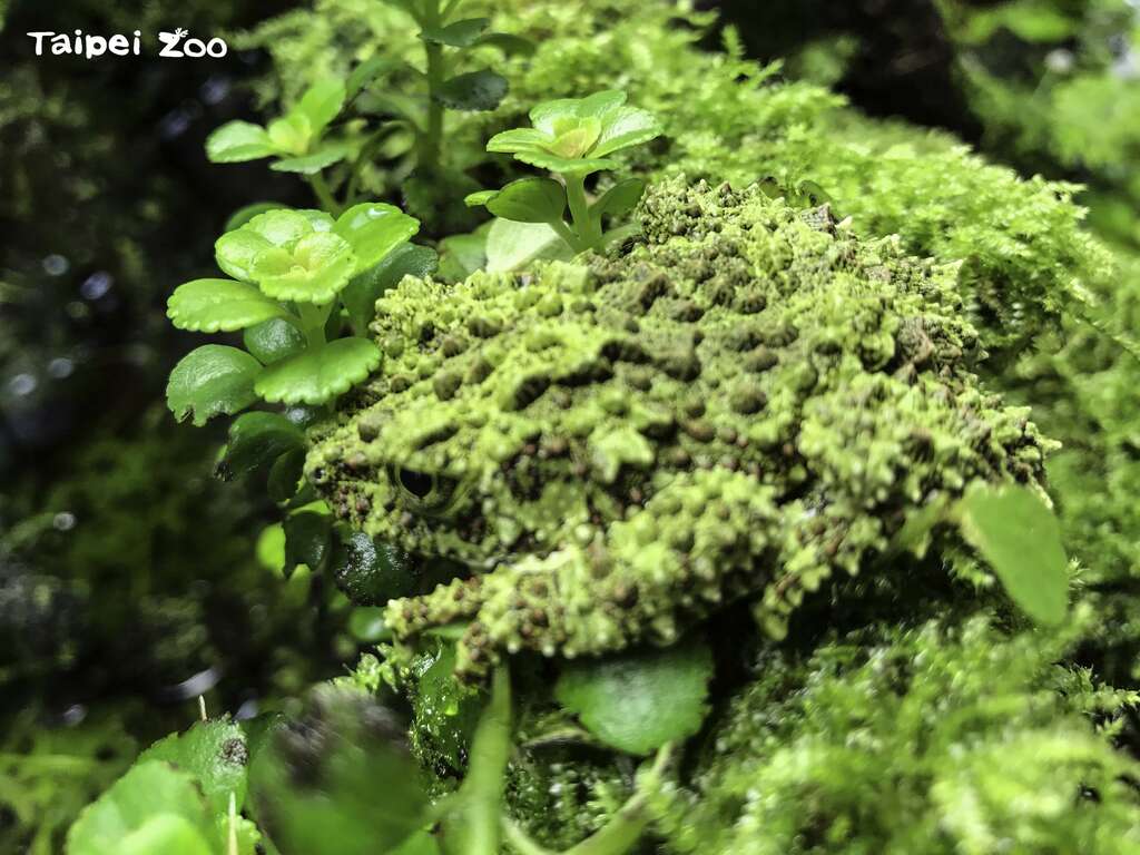 苔藓蛙：敌不动我不动！（戴为愚摄）