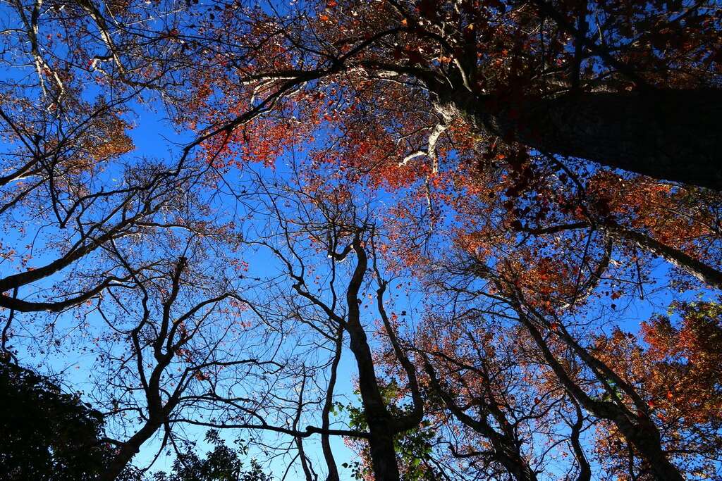 枫香表示：「江枫」就是我啦！