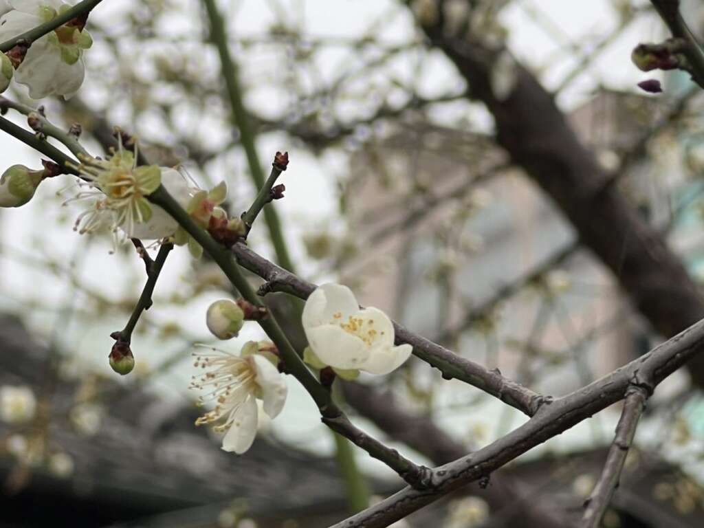 梅花已於寒冬中绽放