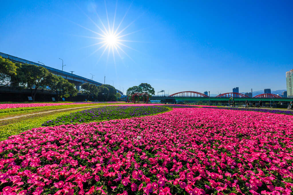 花海已陆续盛开中