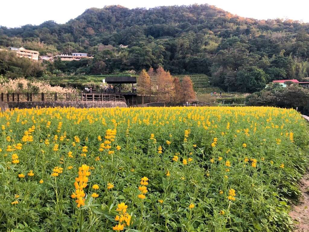 貓空魯冰花盛開