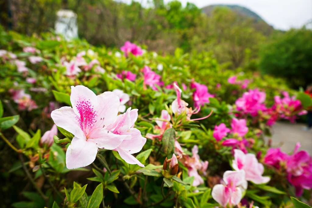 1090317_陽明山花季杜鵑花_178_許宜容攝