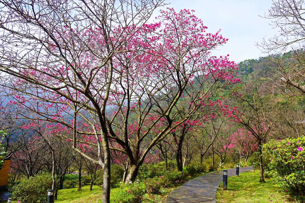 陽明山國家公園春天時櫻花盛開，是台北人走春賞花好去處。（攝影／高讚賢）