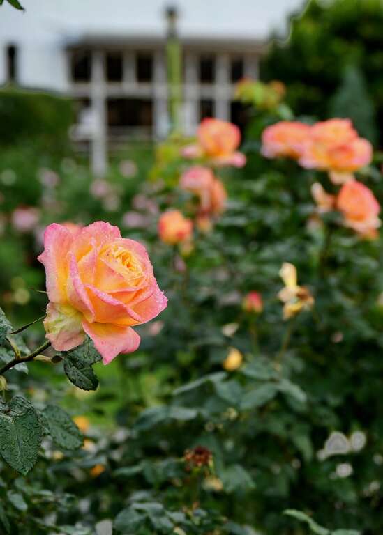 台北玫瑰园全年都有玫瑰花可以欣赏。 Daidai Chang拍摄