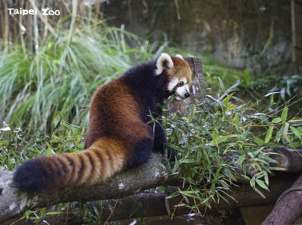 レッサーパンダの赤ちゃん ママといっしょにお披露目