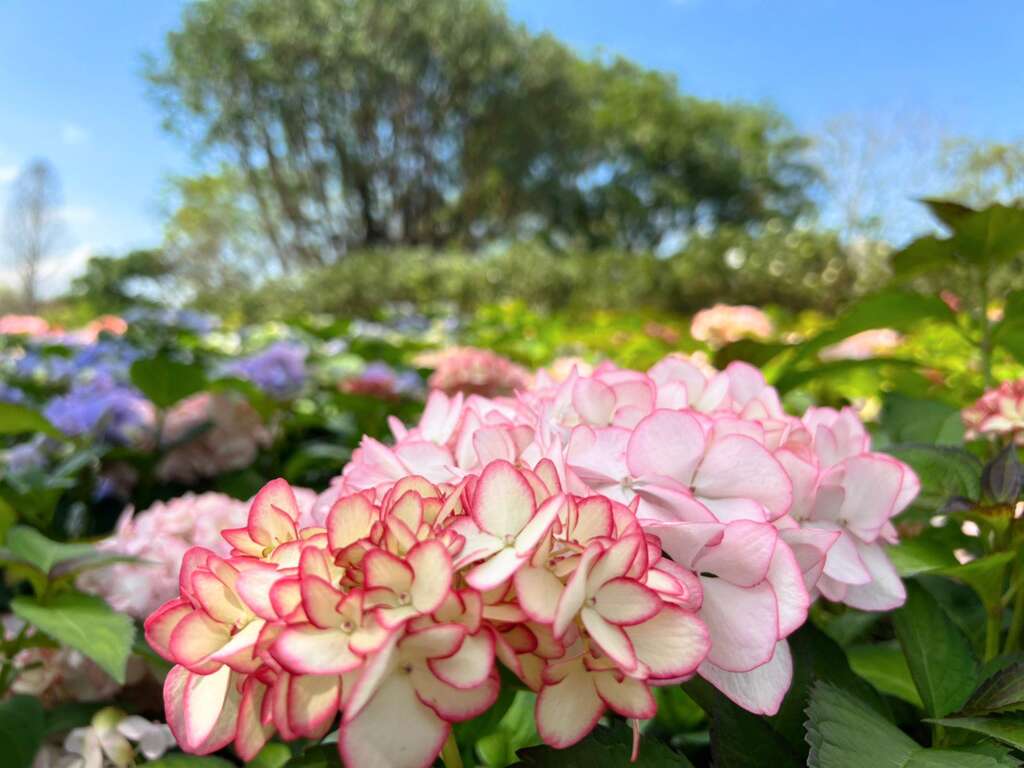 大安森林公园绣球花开增添缤纷春意。