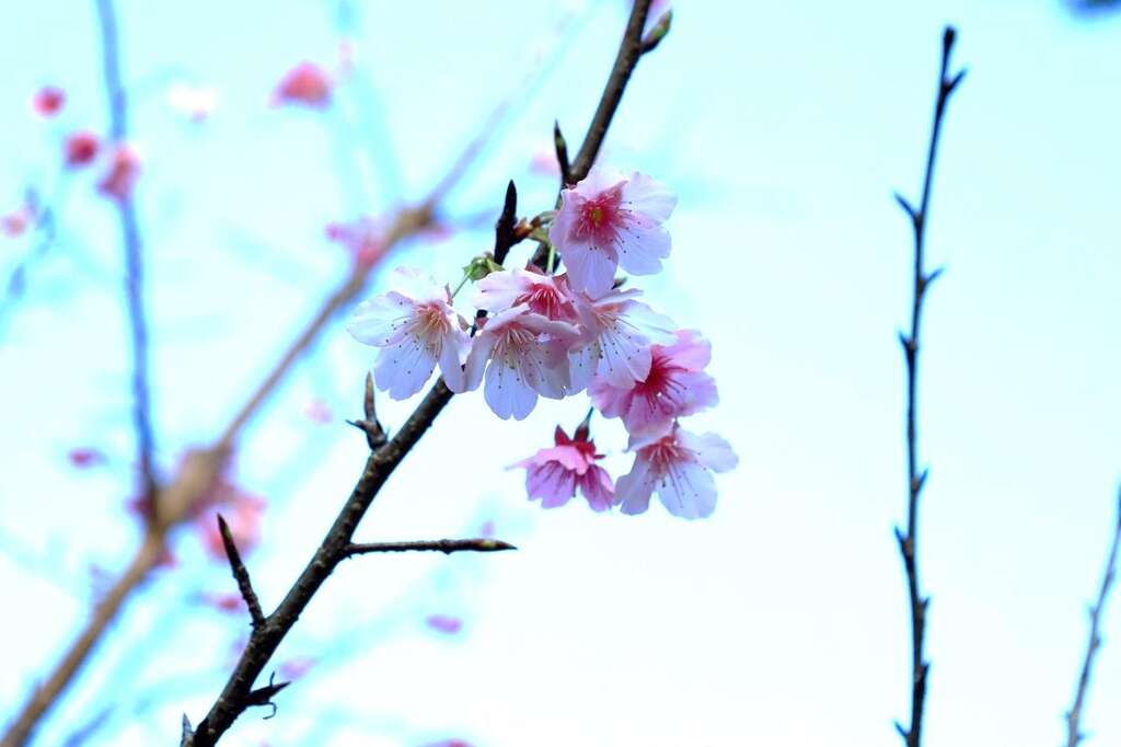 早开的昭和樱