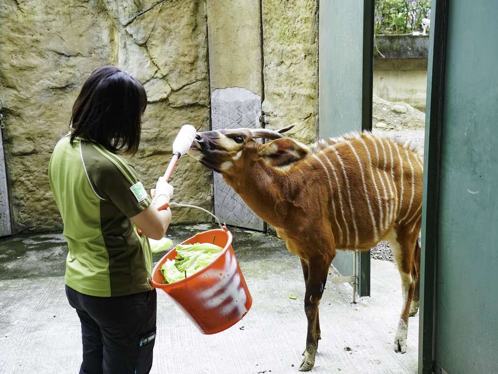 生性胆小机警的「斑哥羚羊」，在美食诱惑下总算开始上课了！