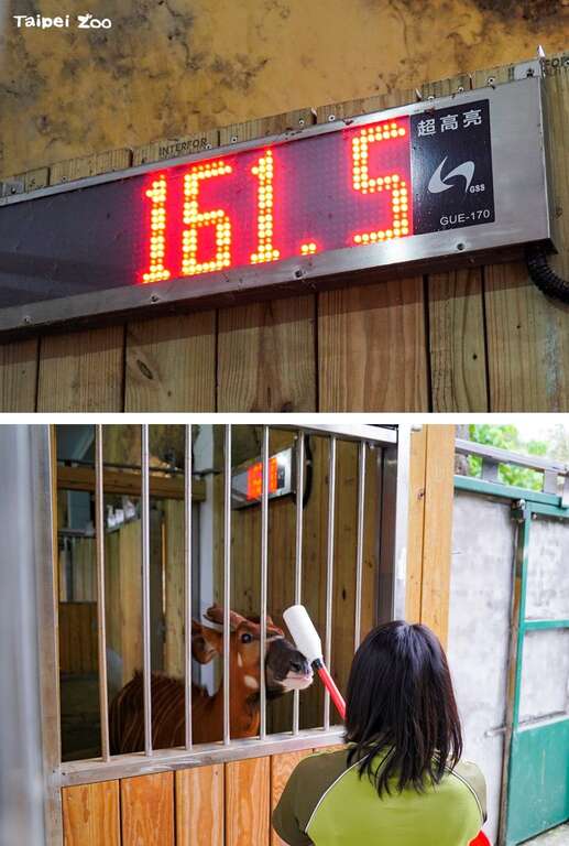 保育员会进行基础的动物训练，方便掌握个体的体重、体型和皮肤状况等各种健康状况