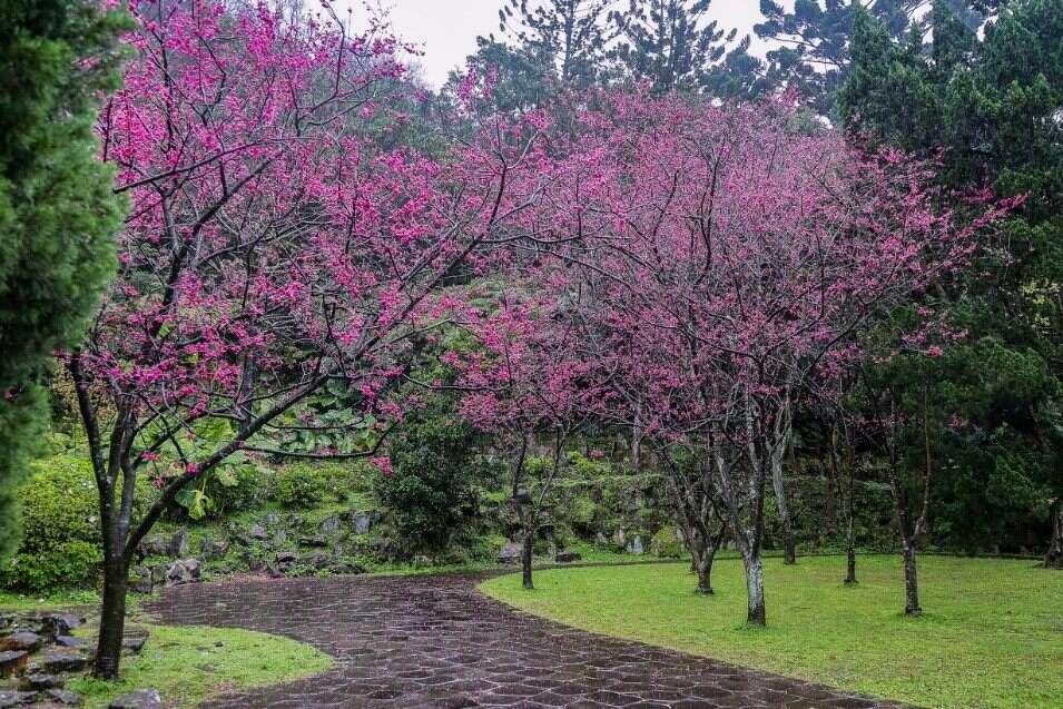 樱花开的像一棵棵粉色棉花糖