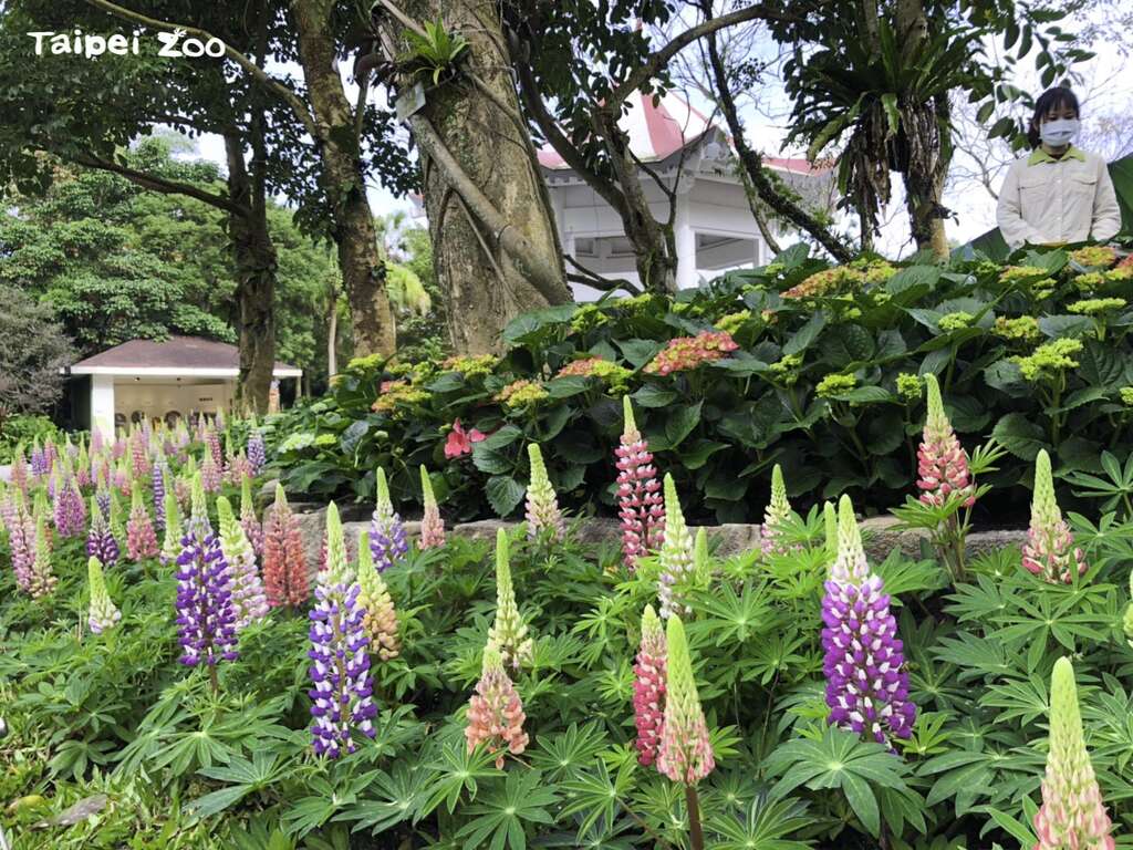 「羽扇豆」有个大家熟悉的俗称-「鲁冰花」（范雅静摄）