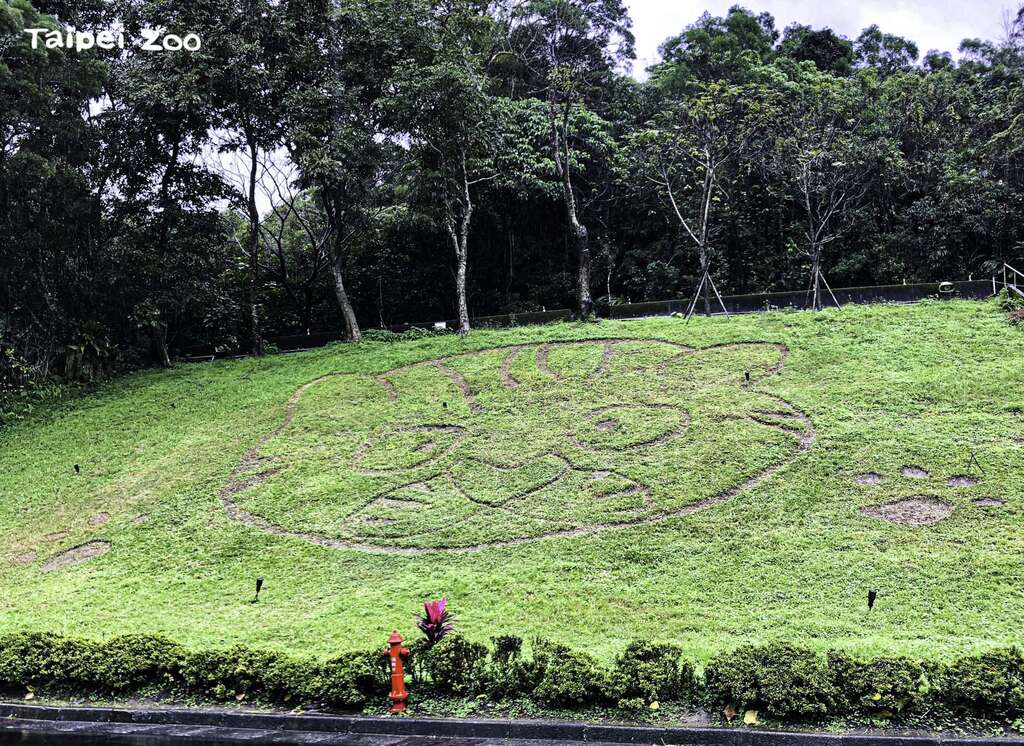 在热带雨林区对面的草坡上，特别布置了大型的石虎意象草坡，欢迎大家於228连假期间，来动物园赏花走春（范雅静摄）
