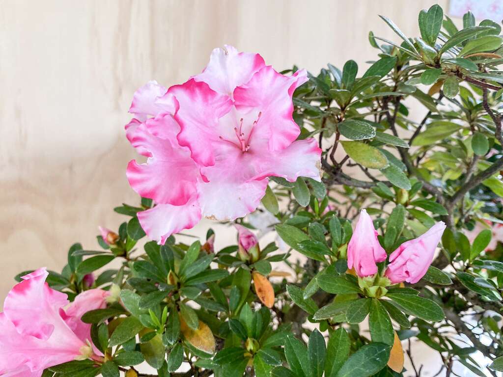 不同品種杜鵑的花型、花色各具特色