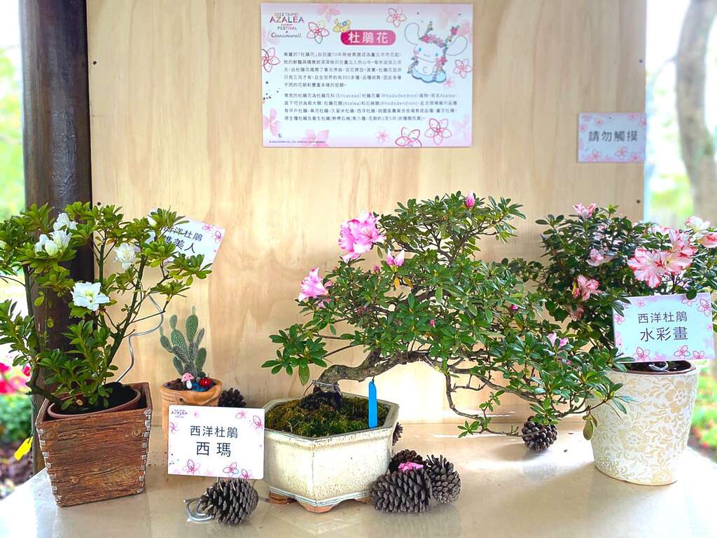 利用公園涼亭打造杜鵑小型盆景展示場域