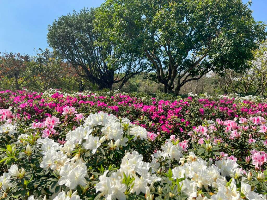 台北杜鹃花季迎接阳光灿烂盛开