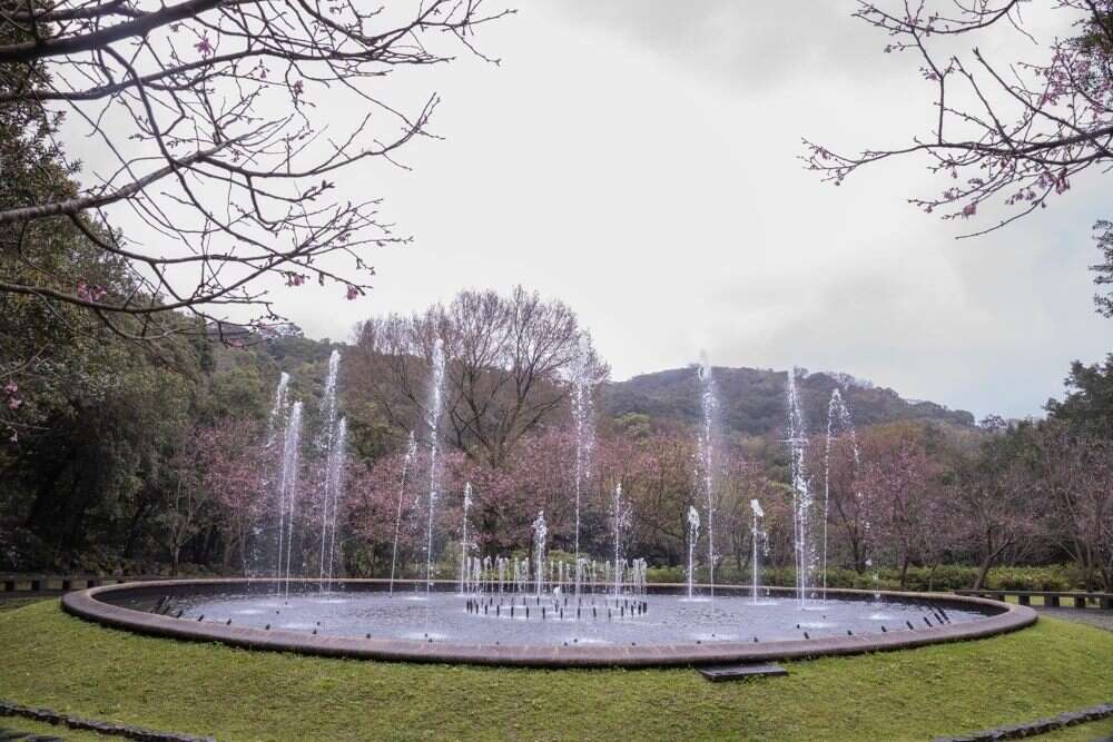 阳明山花季樱花林照片