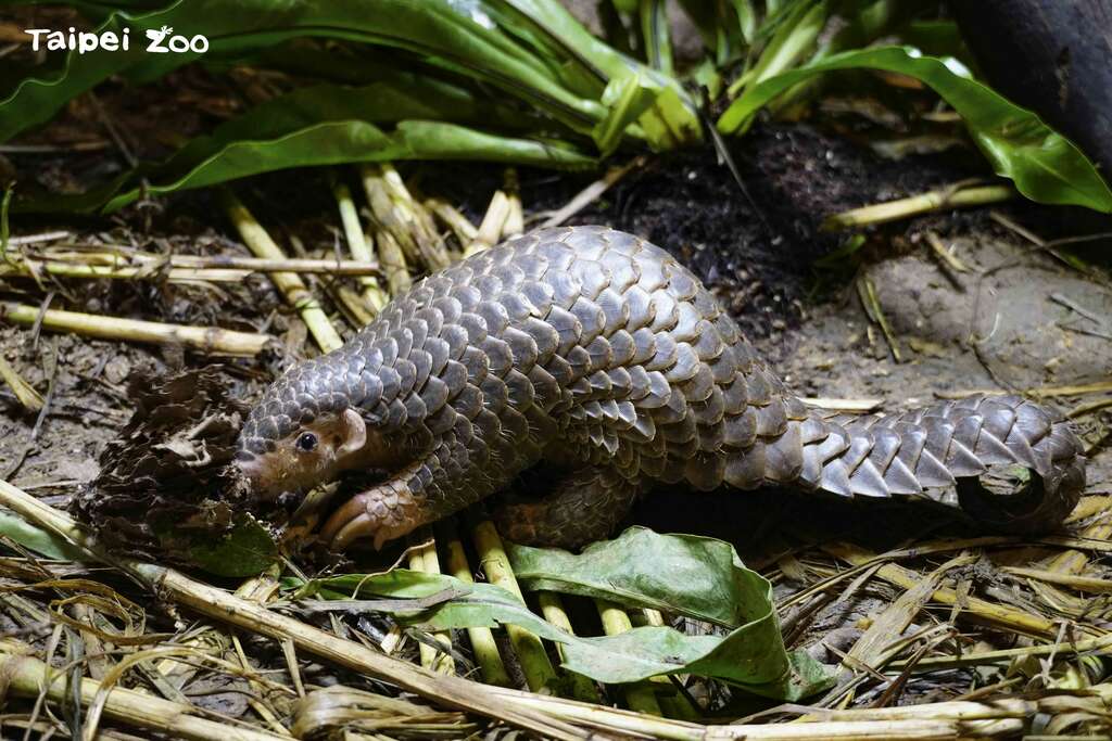 インテリアデザイナー「センザンコウ」 生活空間を自分で