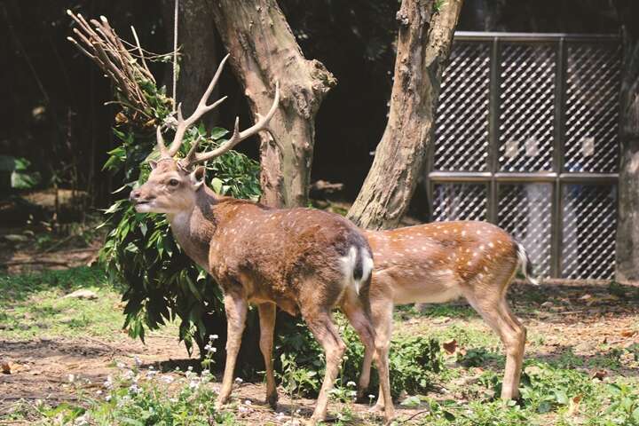 16. IMG_6222 (zoo taiwan scene)-Edited (Copy)