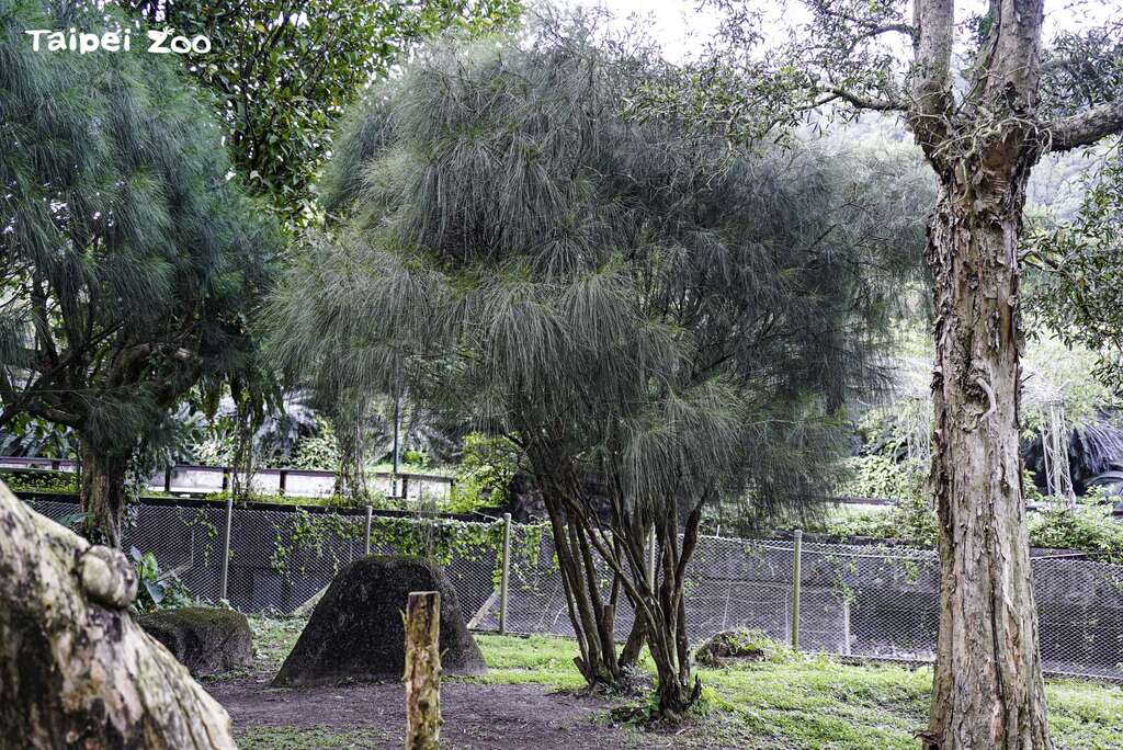 外型神似「鴯鶓」的植物-「千頭木麻黃」
