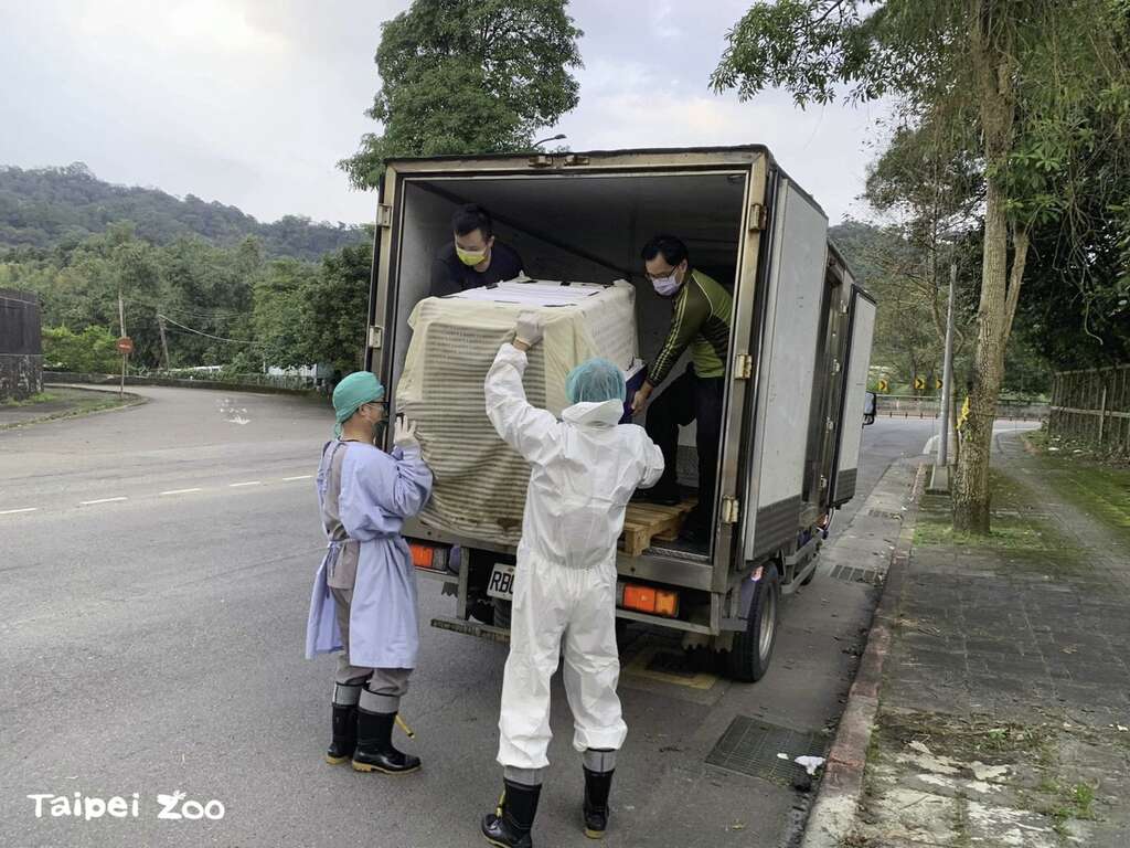 大食蟻獸「三平」搭乘中華航空公司的班機降落在桃園國際機場，並在晚間5點多平安抵達臺北市立動物園（張東君攝）