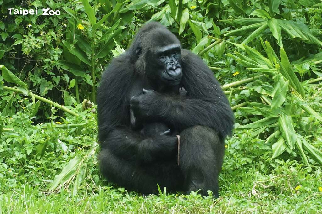 國立臺灣師範大學環境教育研究所的研究，「噪音」是動物園裡動物壓力的主要來源