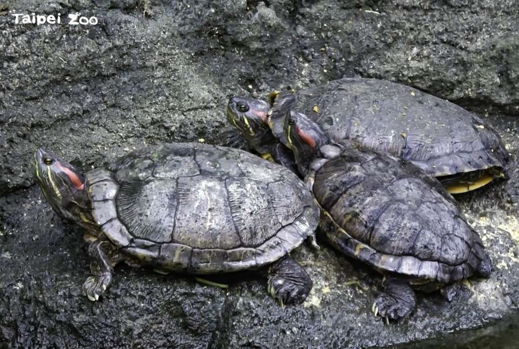 鱷魚和烏龜都屬於變溫動物，本來就不會一直游來游去，冬天活動量更低
