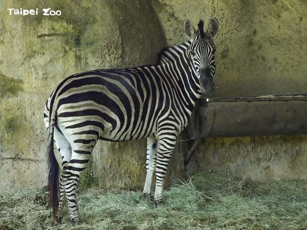 玲珑：我已经把长颈鹿们当成我的家人罗！