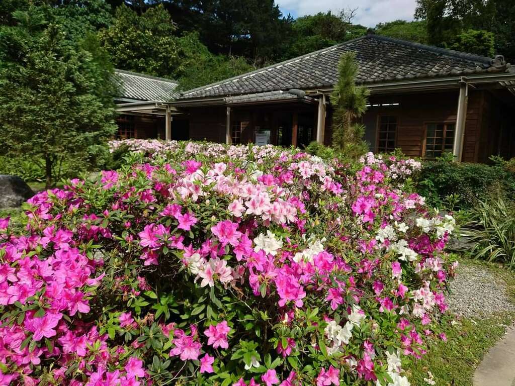 栽種臺北市市花「平戶杜鵑」