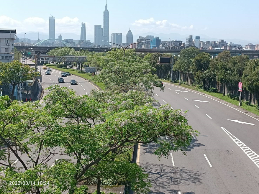 堤顶大道有着最经典楝树林荫景观