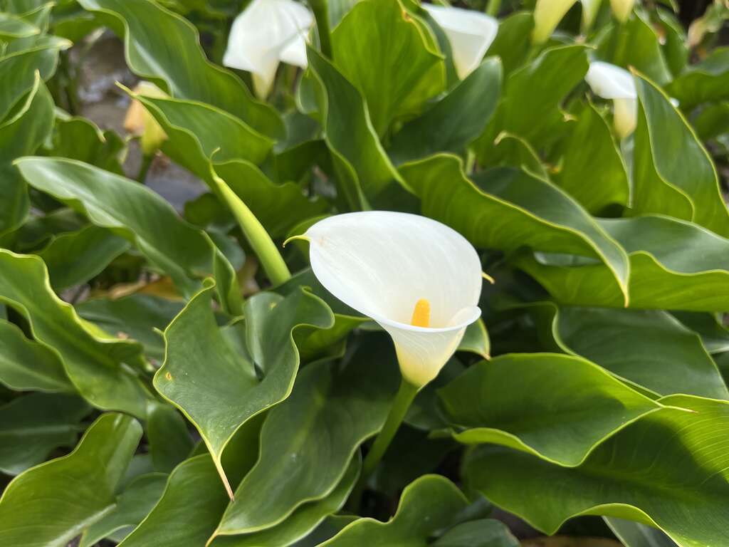 直挺高雅的洁白海芋