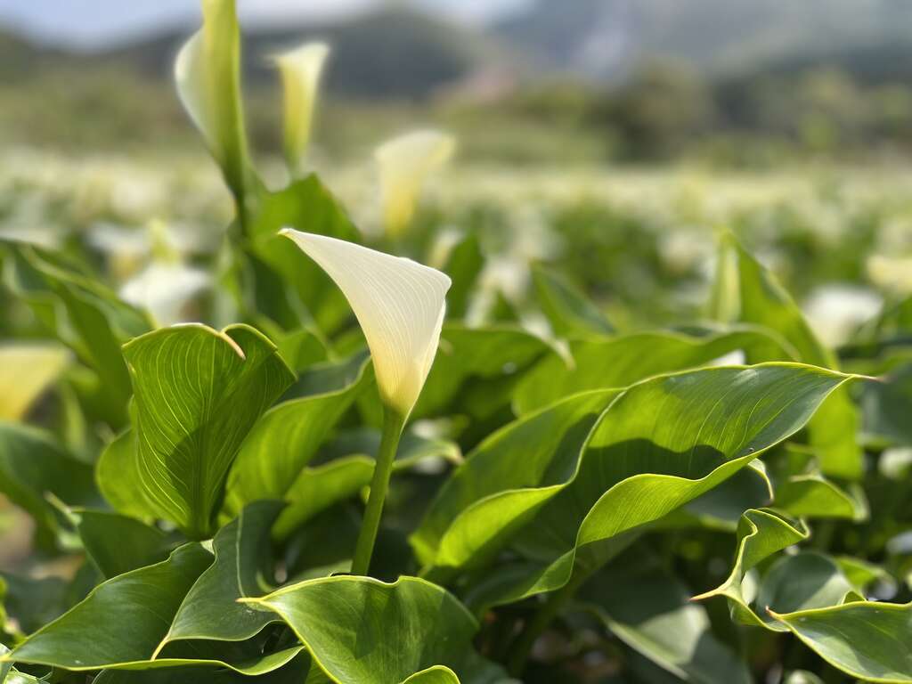 海芋侧面线条近照