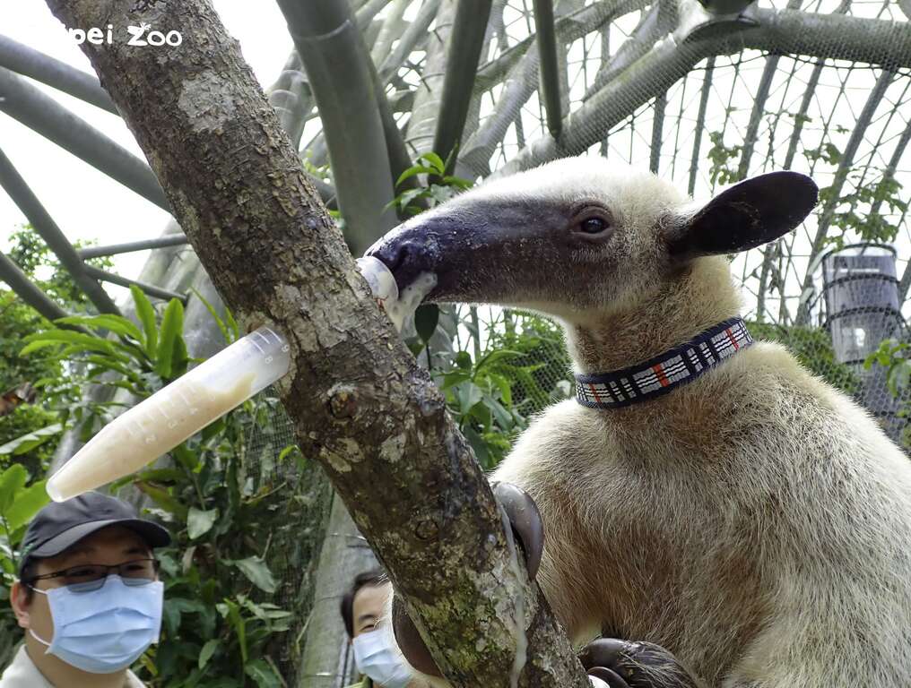 小食蟻獸的「動物保母講古」在熱帶雨林區翡翠森林裝置藝術旁進行