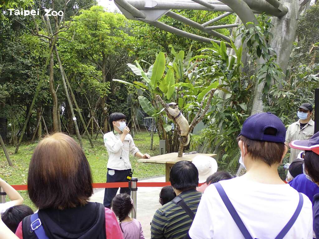 小食蟻獸除了覓食和活動時間之外，很少活動, 所以園方決定規劃新型「動物保母講古」項目，由保育員帶著小食蟻獸，直接與大家見面