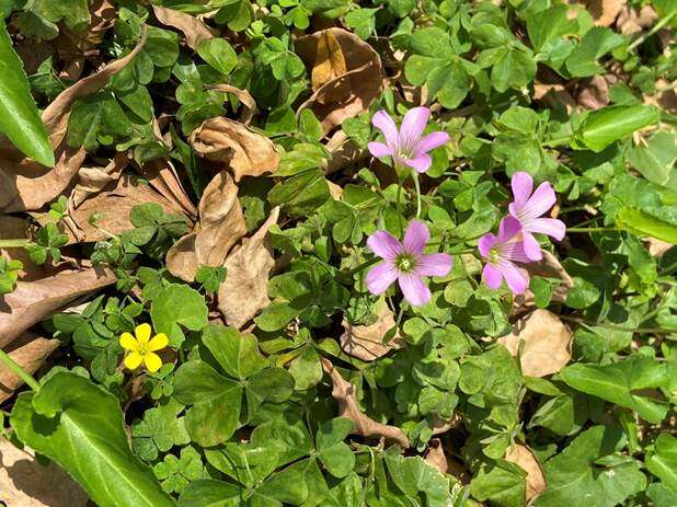 「黄花酢酱草」同框「紫花酢酱草」