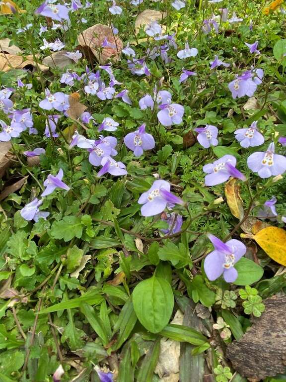 「通泉草」开花像蓝紫色披巾迤逦大地