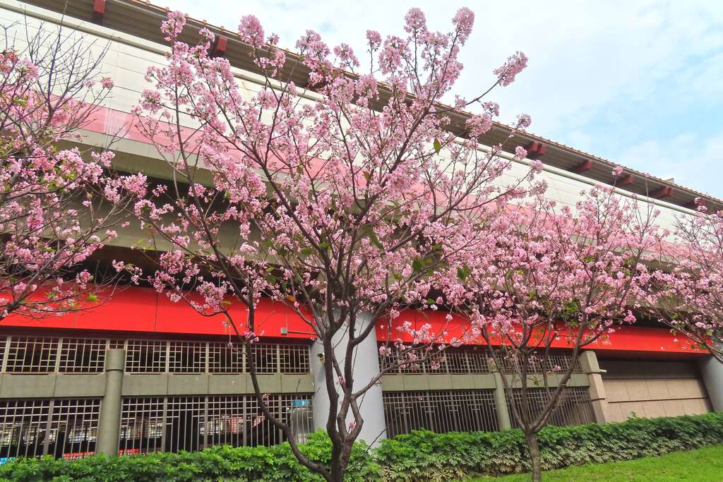 沿線櫻花林呈現出北投區地方特色