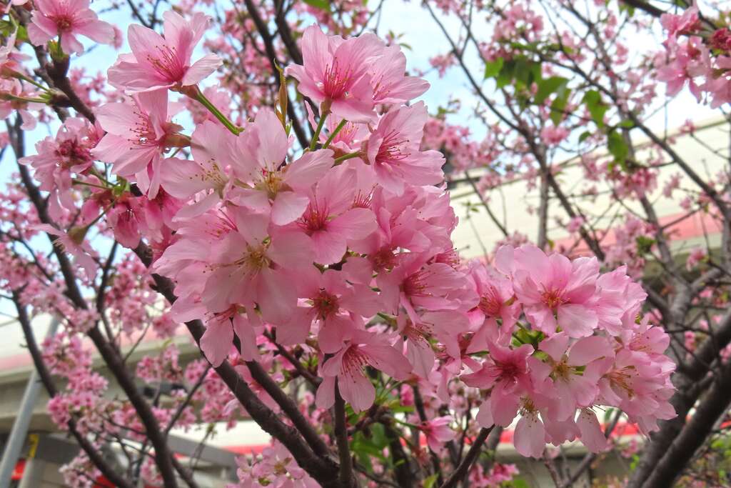 富士樱花瓣末端有较明显的缺刻为其特色