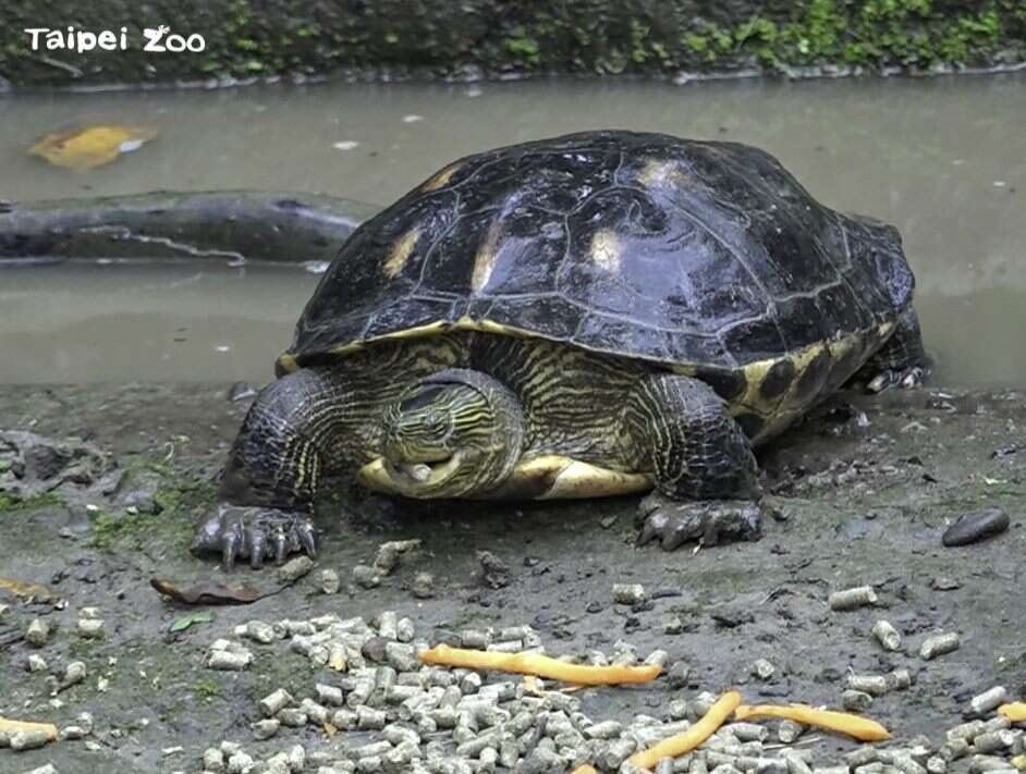 斑龜又名長尾龜，成年個體體長約20-30公分，主要分布在臺灣、越南及中國大陸沿海一帶