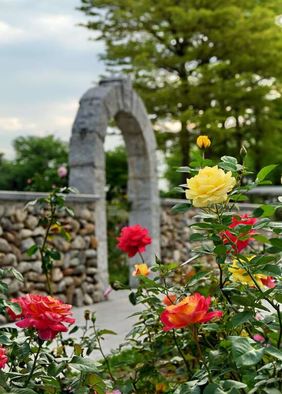 玫瑰與古典歐式石牆，充滿異國風情。(Daidai Chang攝影)。