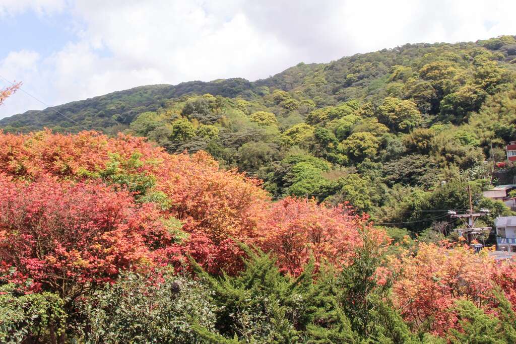 士林菁山社区に紅葉の美景が限定登場