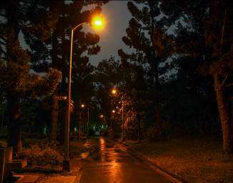Hooded LED Streetlights Help Strengthen Firefly Conservation