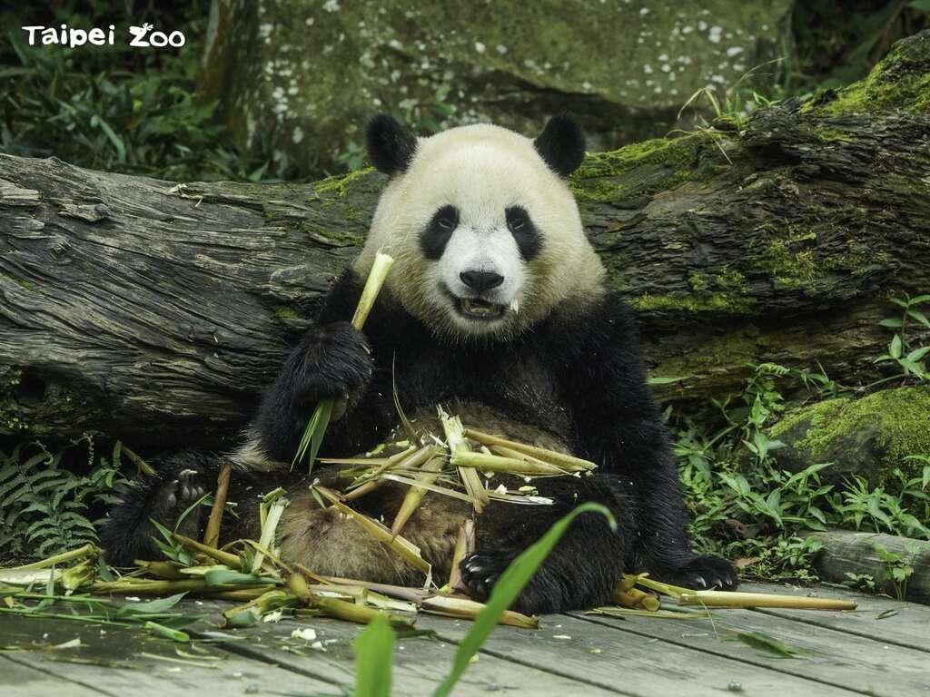 「圆宝」：什麽是「三猫」？就是猫熊、猫缆和猫空啊！（詹德川摄）