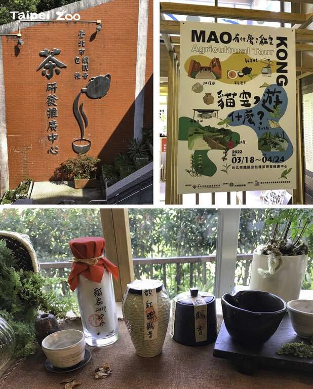 过去「猫空」曾是北部最大的茶叶产地之一（戴为愚摄）