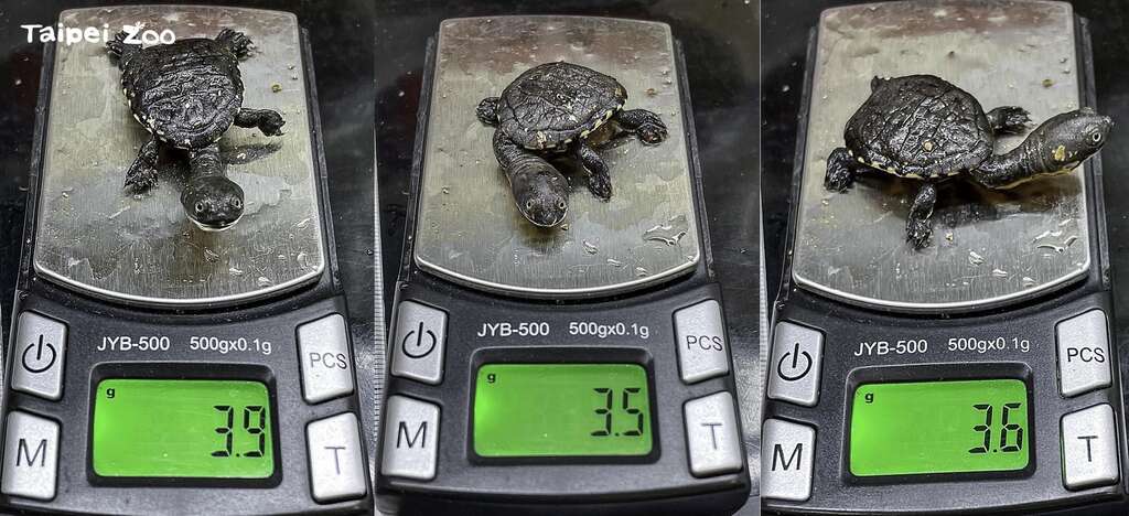 今年孵化的蛇頸龜寶寶體重約3.5-3.9公克，重量比去年孵化的2隻個體成長約20%（楊志平攝）