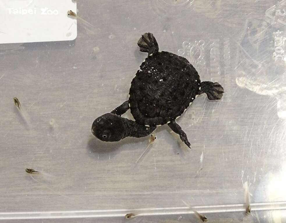 蛇頸龜寶寶捕食斑腿樹蛙的蝌蚪