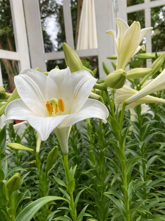 百合花綻放照片