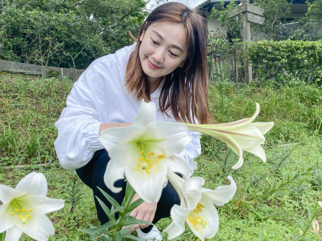 同心池旁盛开的百合花